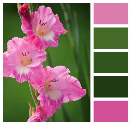 Sword Lilies Gladiolus Pink Flowers Image